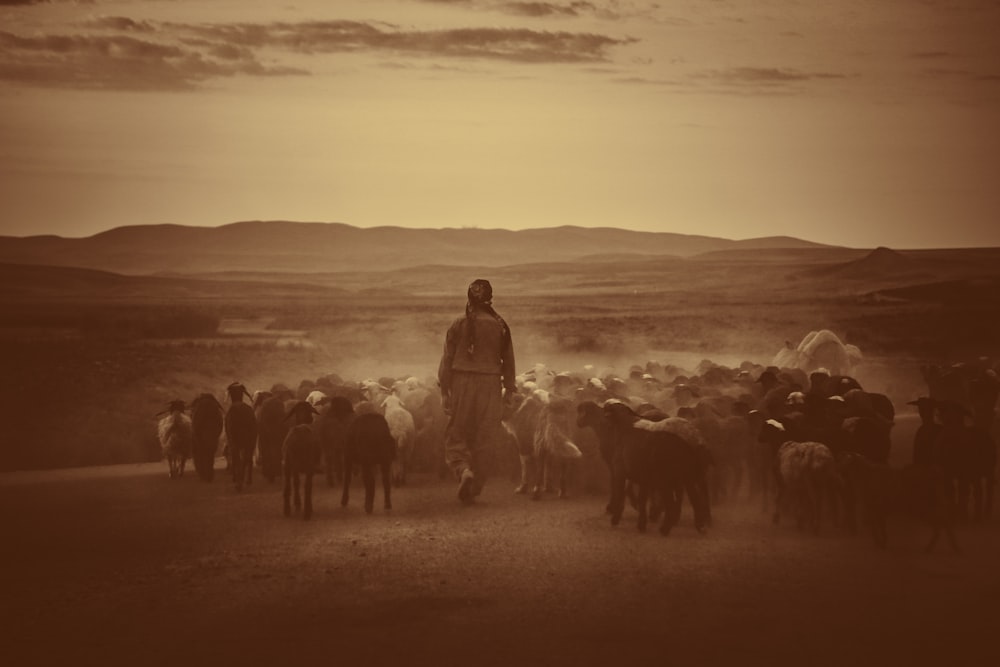 woman standing beside black and brown animals