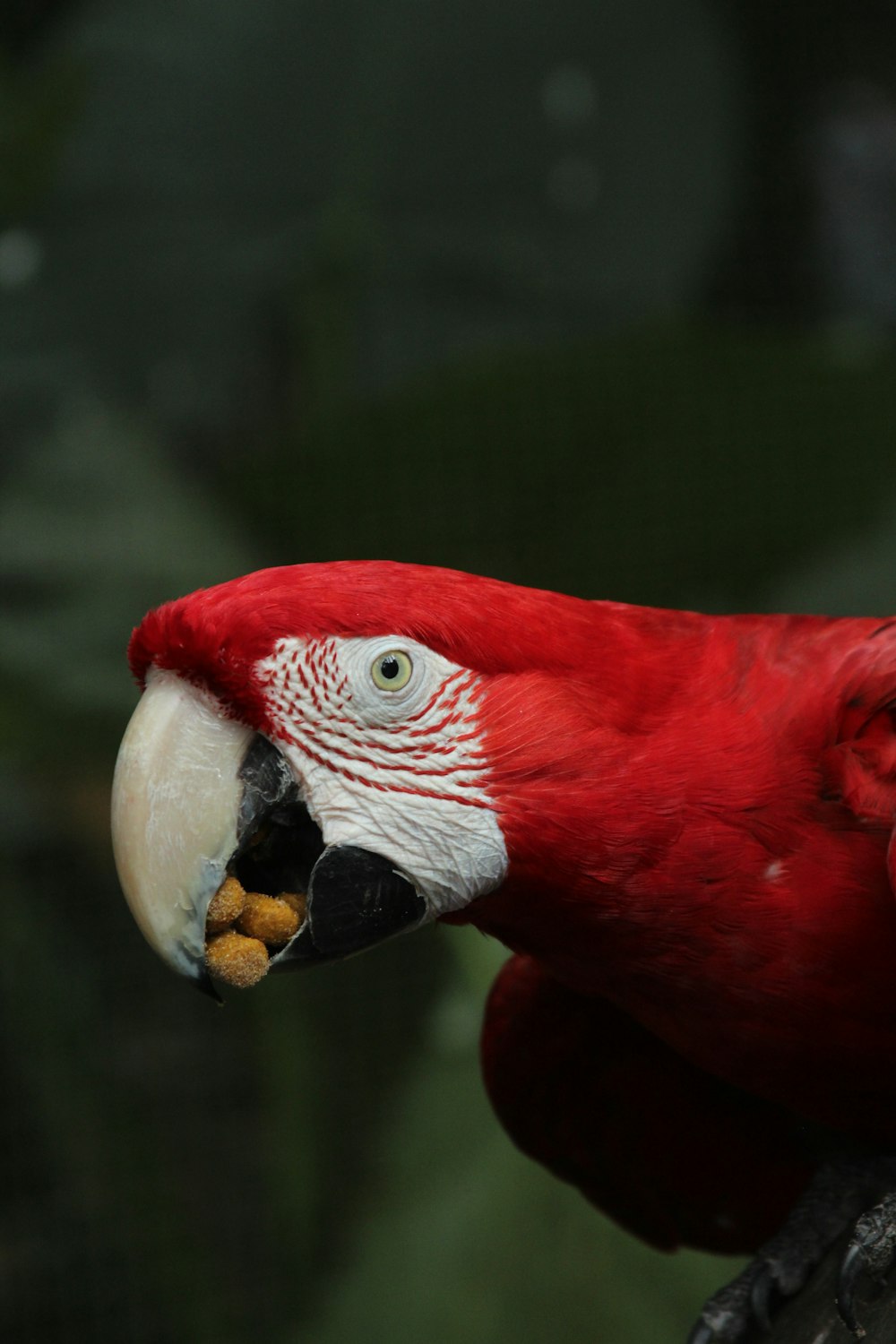 selective focus photography of red macaw