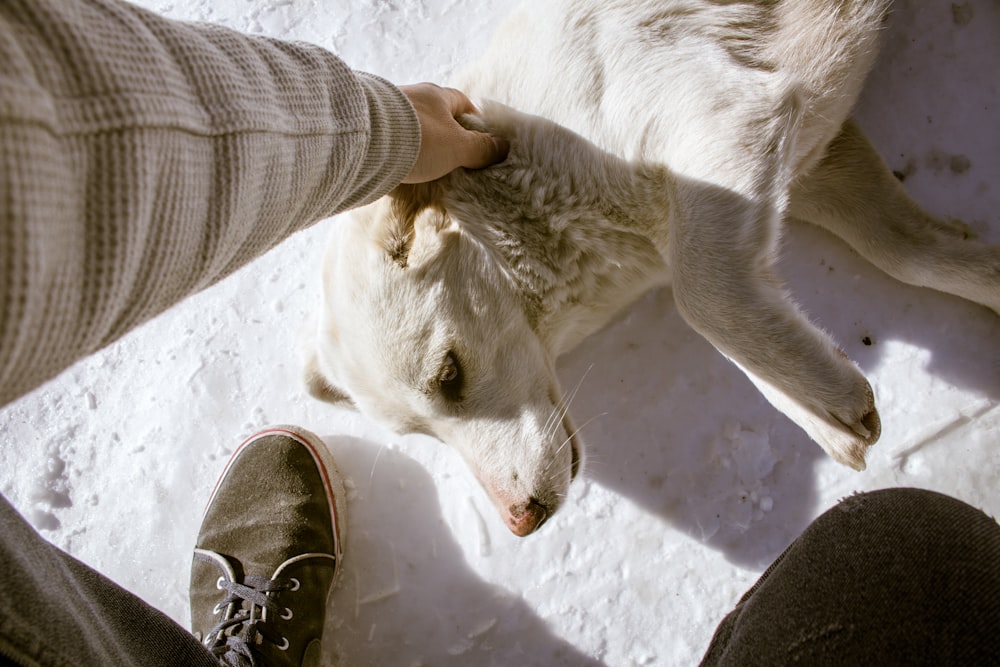 person holding dog