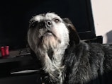 A scruffy black and gray dog with shaggy fur is looking upward. The dog is sitting inside a room with a television screen in the background and a red candle on the shelf beside it.