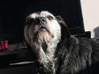 A scruffy black and gray dog with shaggy fur is looking upward. The dog is sitting inside a room with a television screen in the background and a red candle on the shelf beside it.