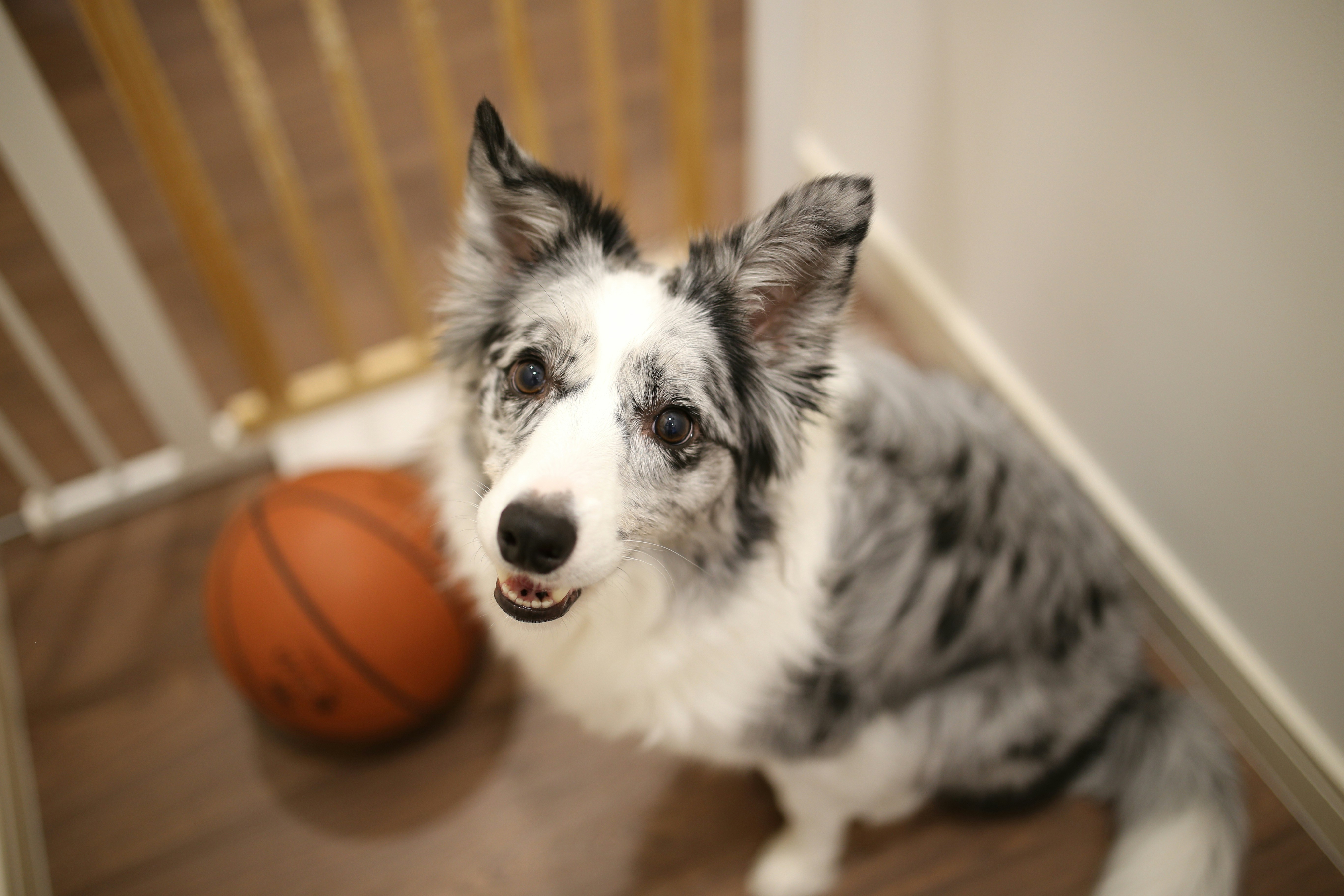 white and black dog sitting on floor beside baskteball ball