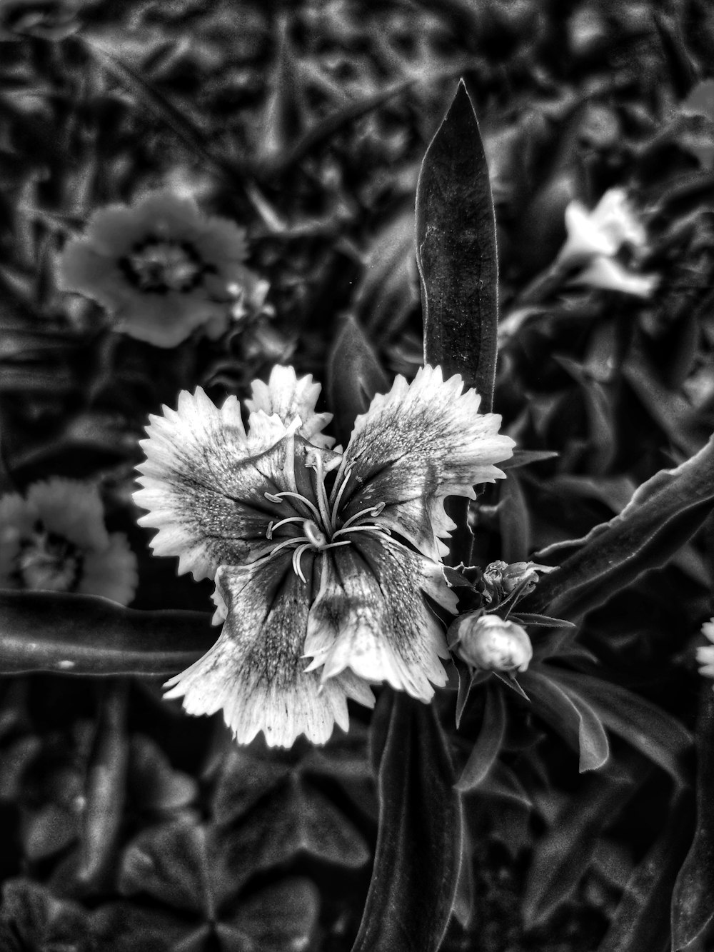 grayscale photo of flower