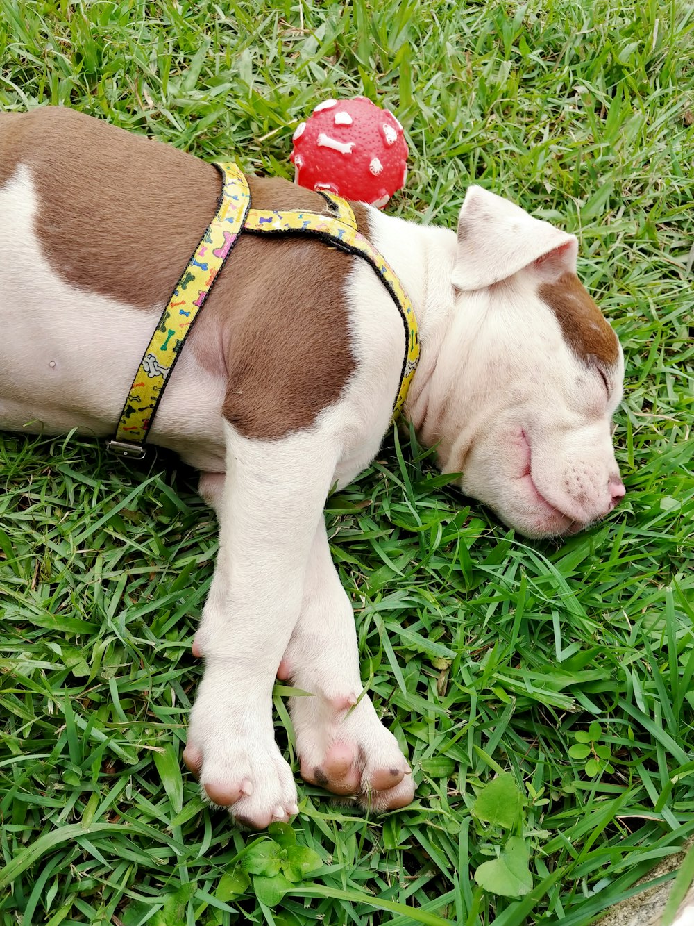 white and brown coated puppy lying on green grass