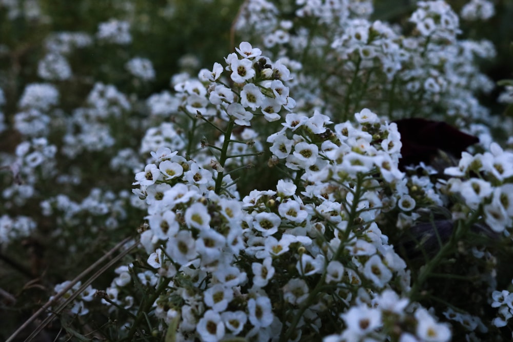 macro photography of white flowers