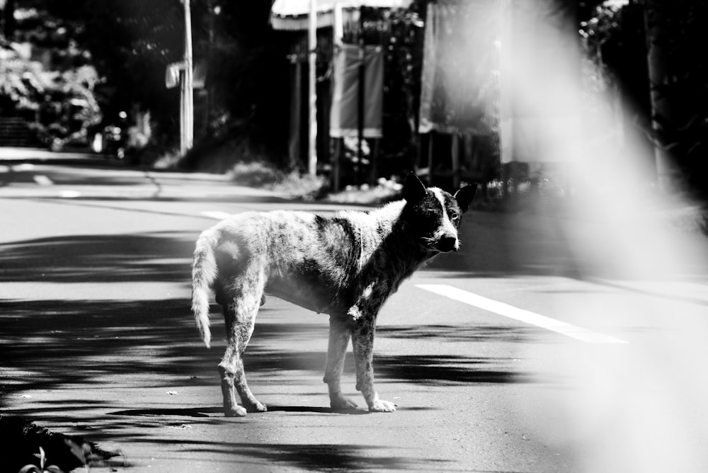 grayscale photography of dog on road