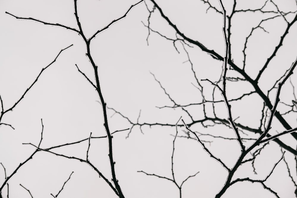 silhouette photography of tree branches