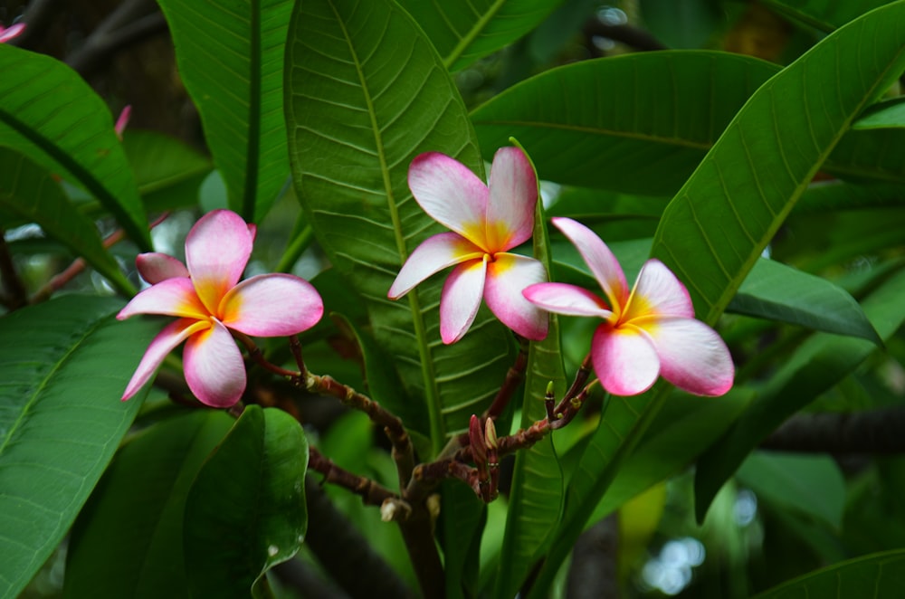 pink flowering plumeria tree