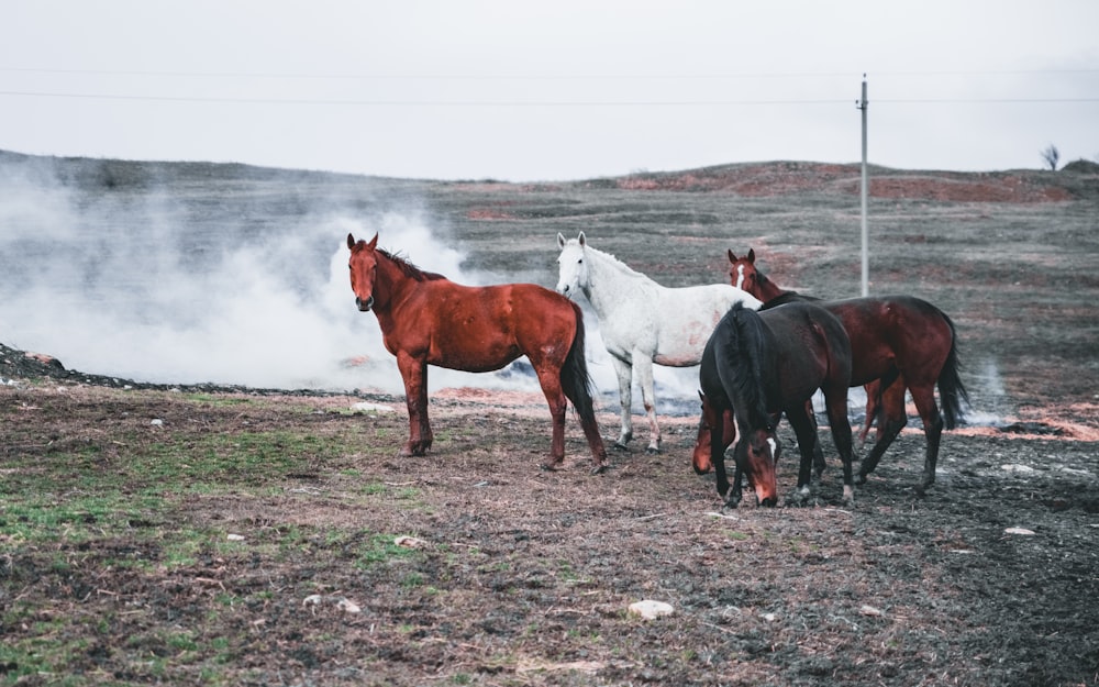 茶色の野原に立つ4頭の黒、赤、白の馬