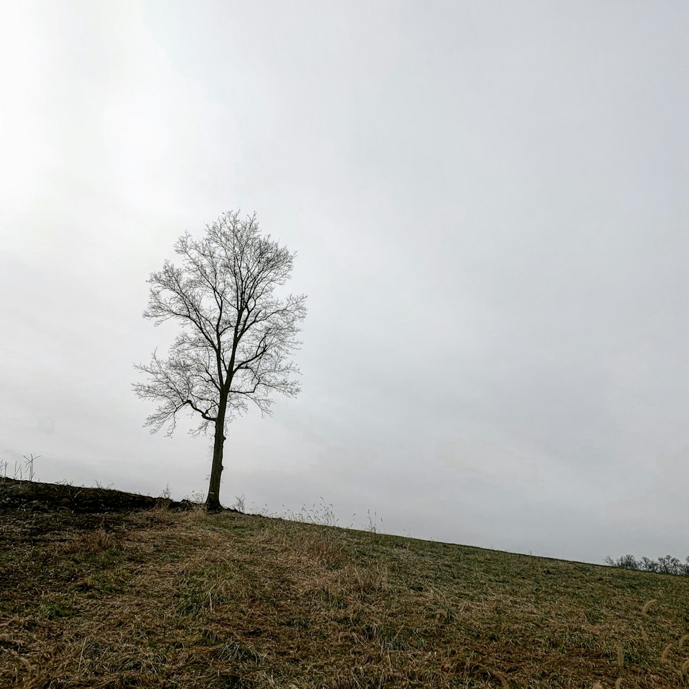 Grüne Bäume auf brauner Wiese