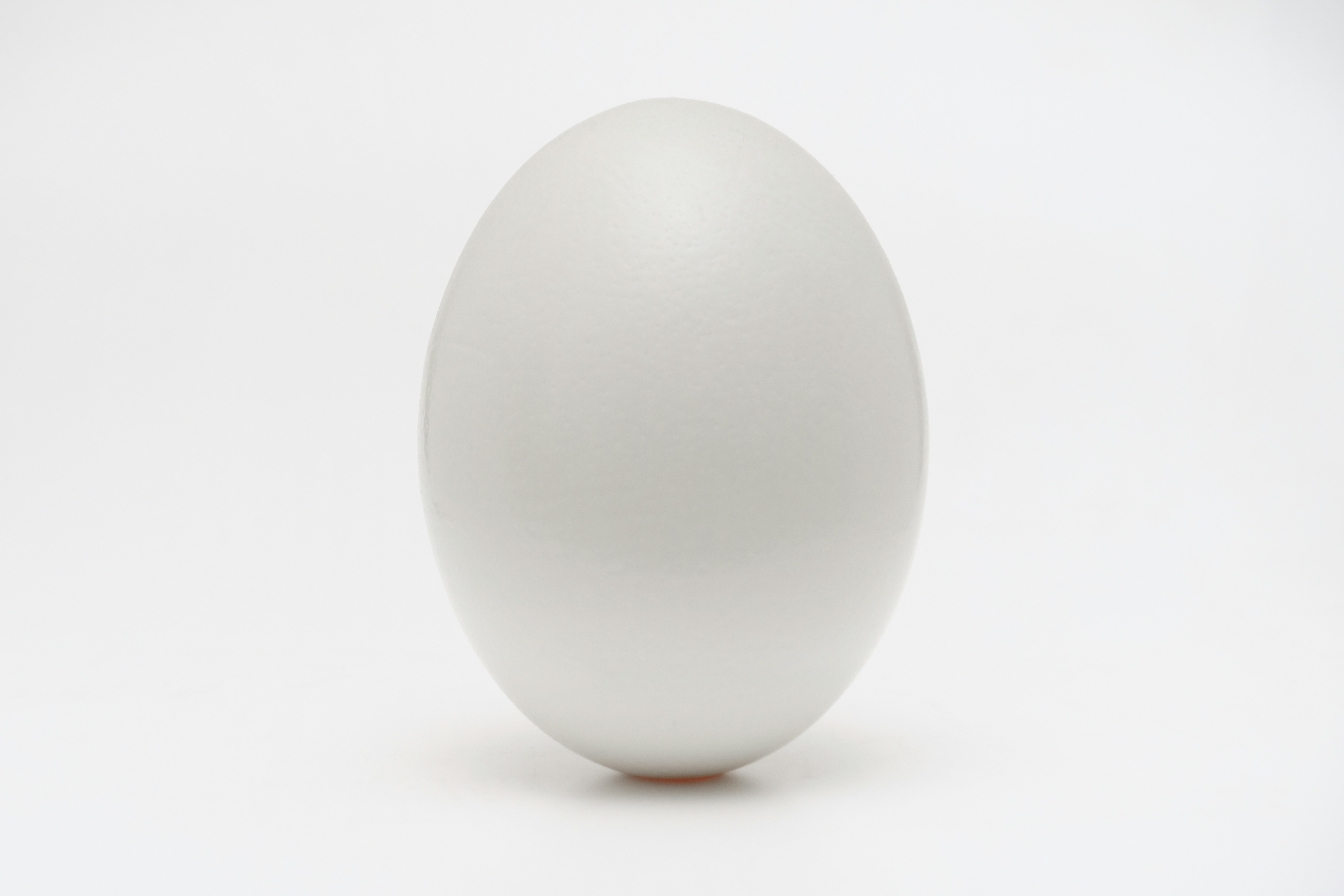 圖示：一顆白色雞蛋，西元2022年初，台灣因養雞的飼料價錢變高，造成雞蛋產量變少，拉高雞蛋價錢甚至缺貨。圖片來源為網路