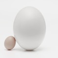 two white eggs