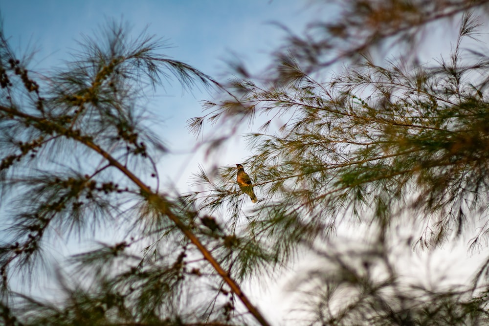 brown bird on green tree