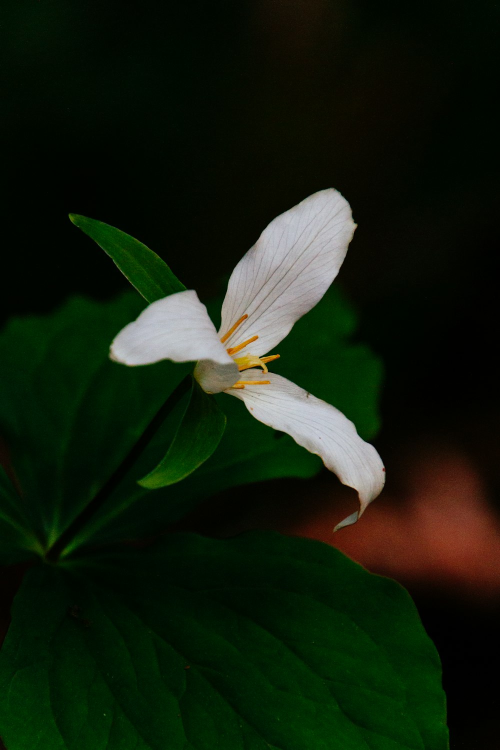 白い花びらの花