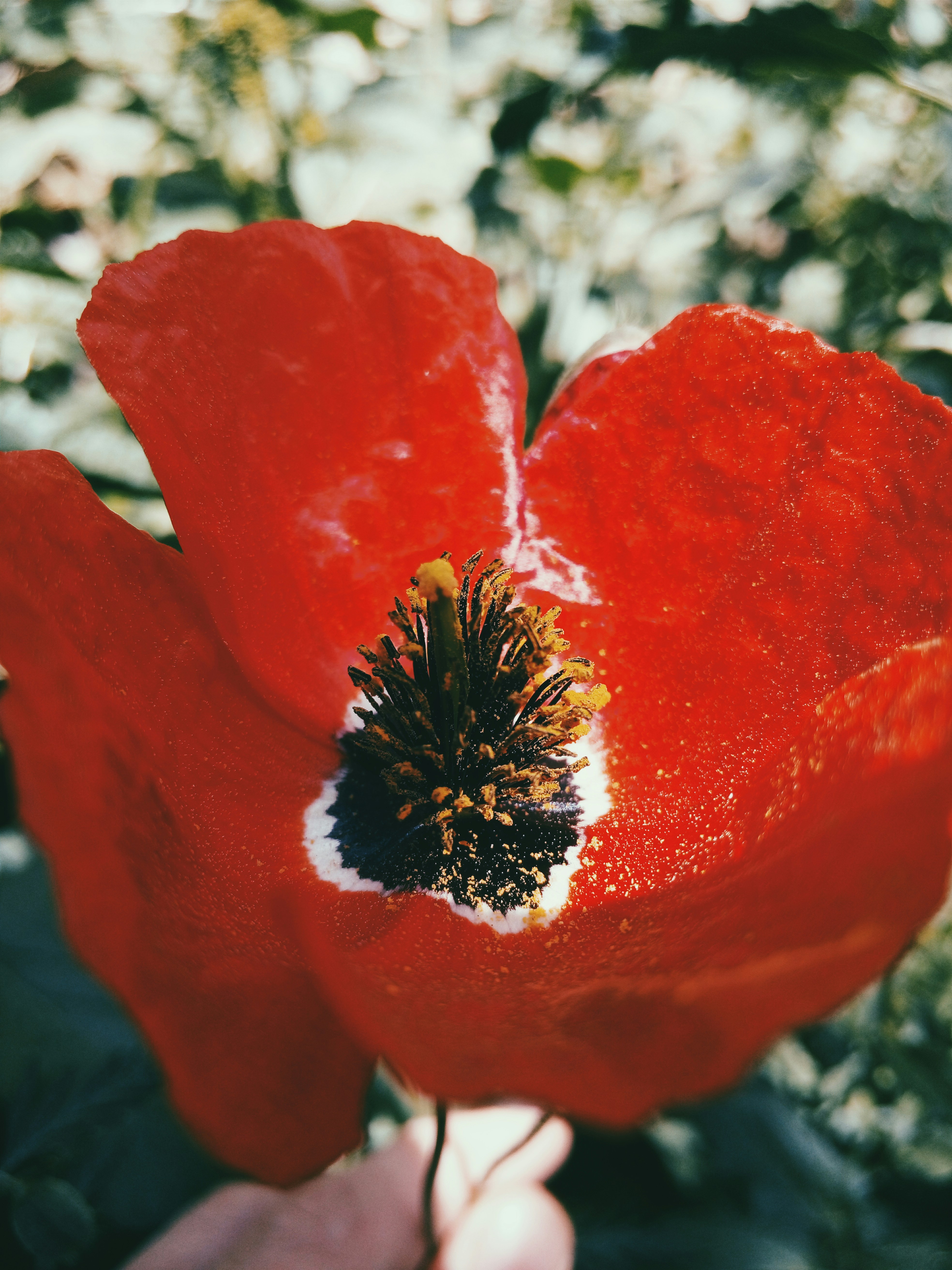 Photo by orkhanfarmanli