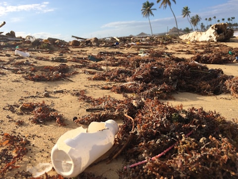 A beach covered in scattered debris, including seaweed and plastic waste, with several tall palm trees in the background under a blue sky.
