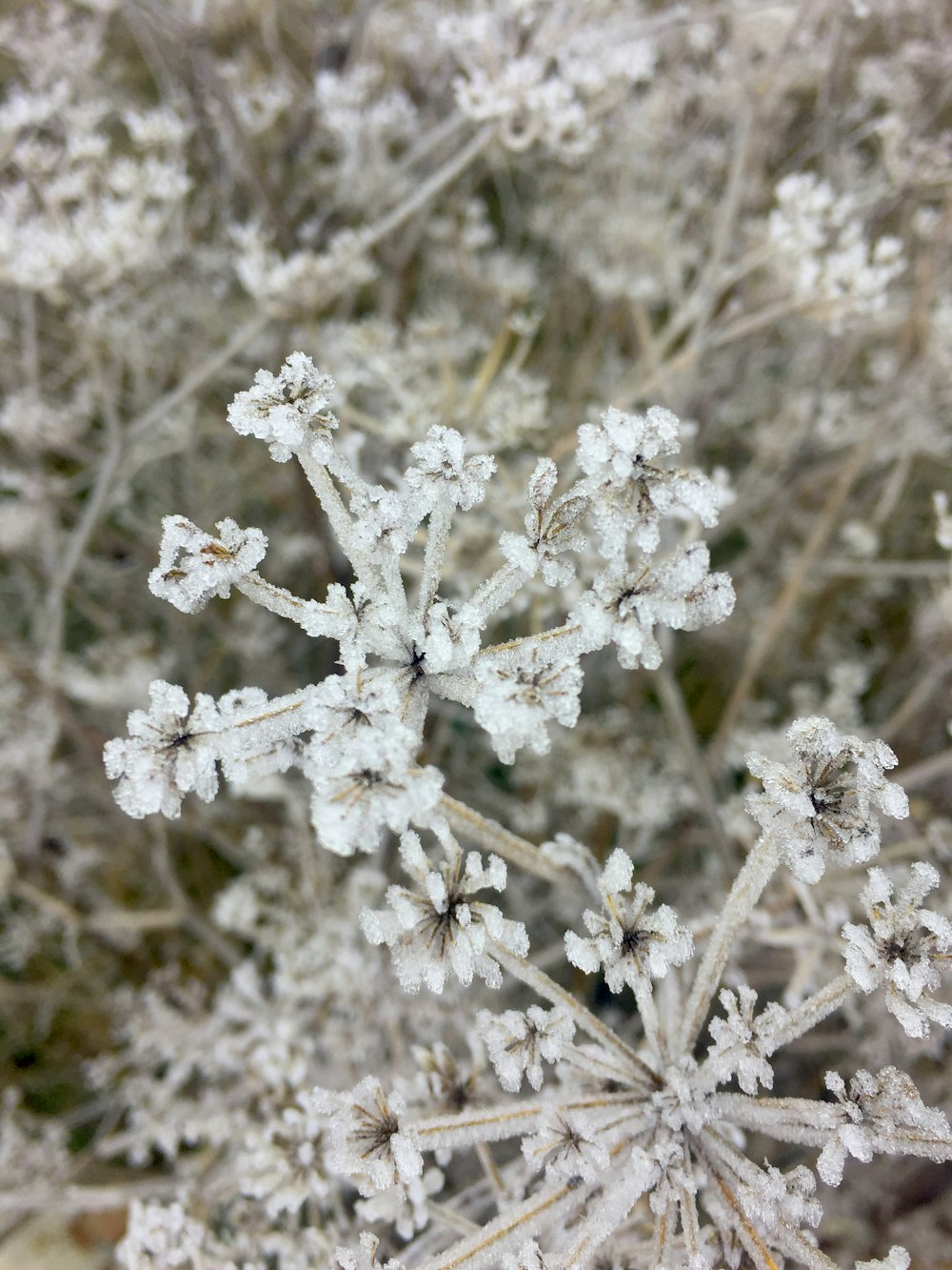 selective focus photograph of white flowers