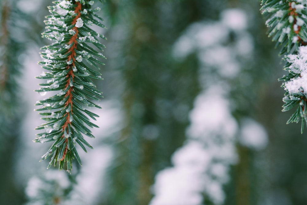 closeup photo of leaf covered with snow