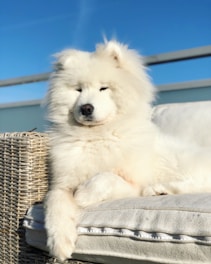 long-coated white dog on sofa