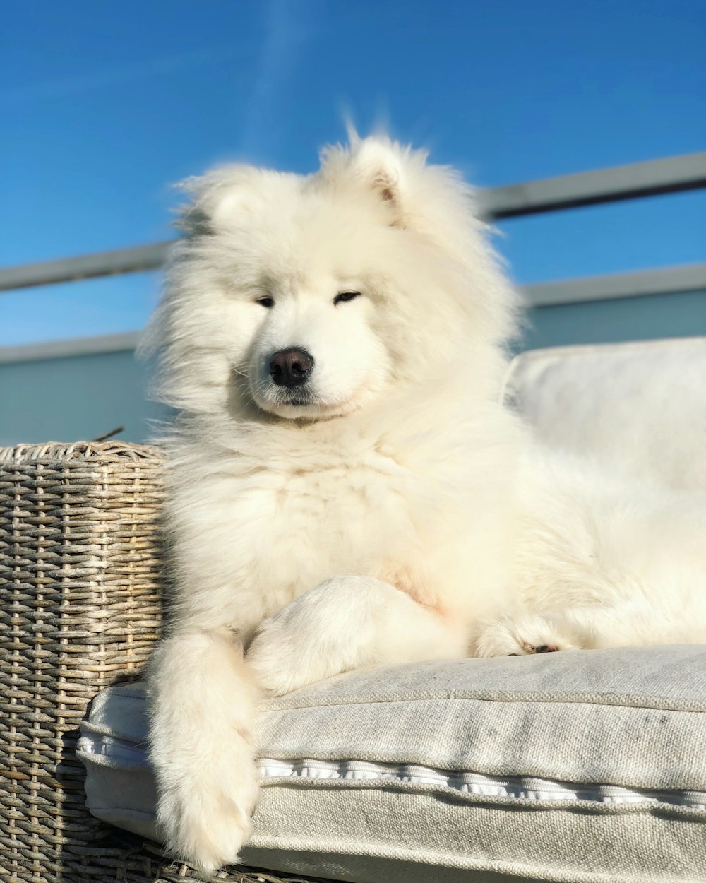 long-coated white dog on sofa
