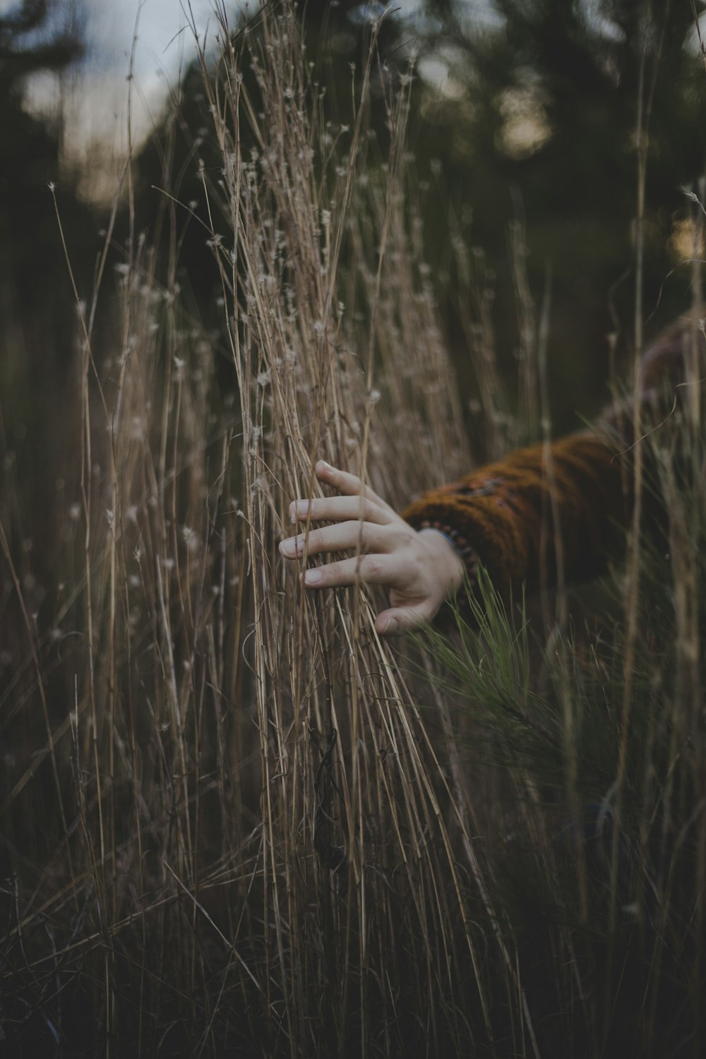 hand of brown coat wearing person holding brown dried grass