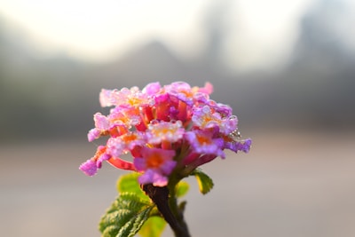 A colorful macro shot of a blooming flower with dewdrops on its petals.