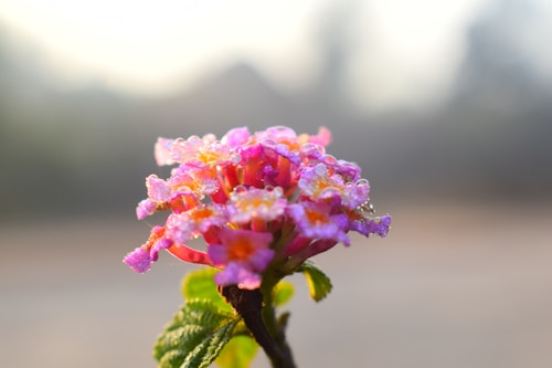 A close-up of a vibrant pink and purple flower with dewdrops on its petals, set against a softly blurred background that emphasizes the delicate texture and freshness of the bloom.