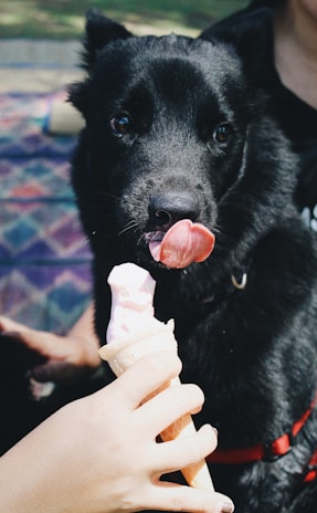 A black dog is licking an ice cream cone being held by a person. The dog's tongue is out, and it appears eager to taste the ice cream. The background has a blurred pattern.