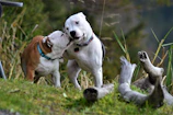 two adult white Dogo Argentino dogs
