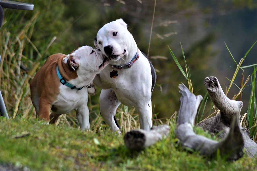 two adult white Dogo Argentino dogs