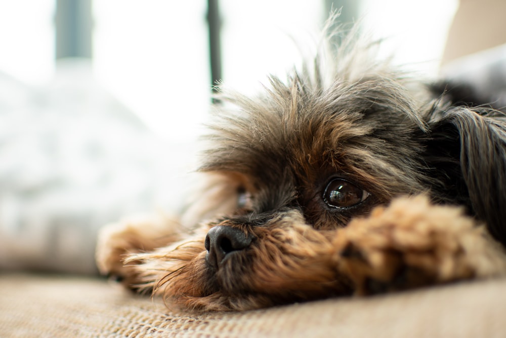 selective focus photography of tan and black puppy on brown surface