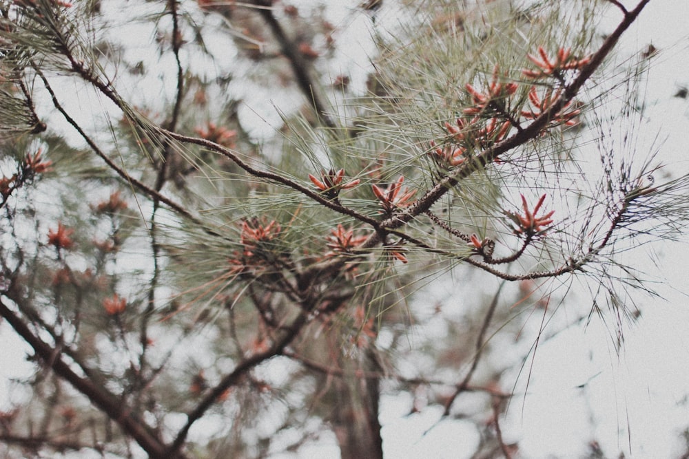 a close up of a pine tree with lots of leaves