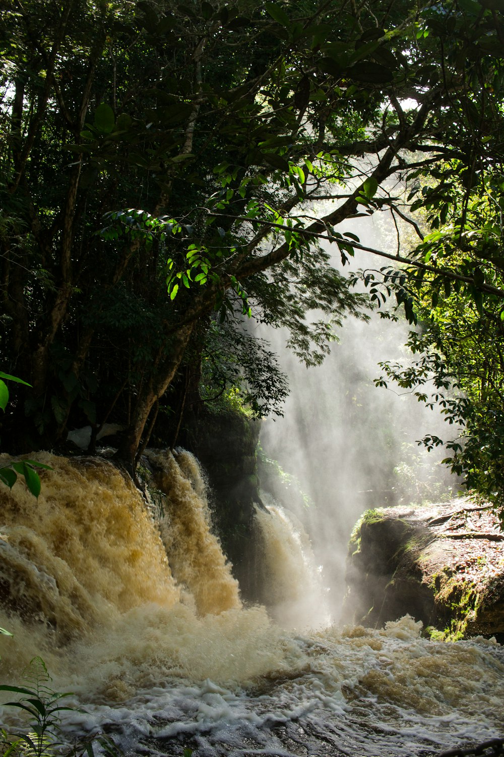 water falls with trees