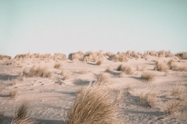brown grass field during daytime