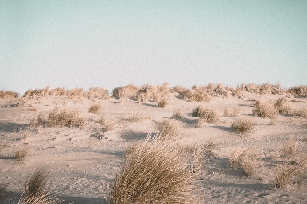 brown grass field during daytime