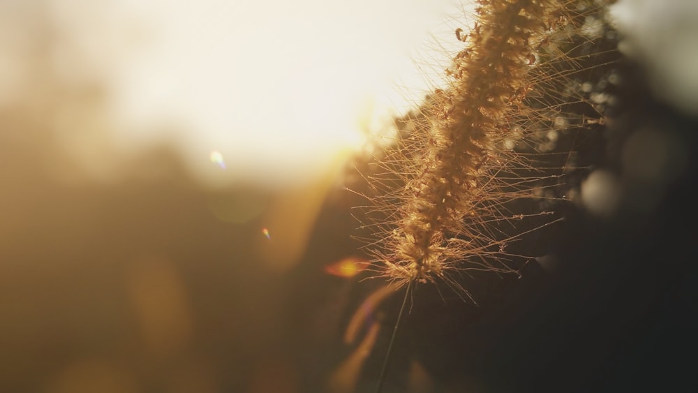 a close up of a plant with the sun in the background