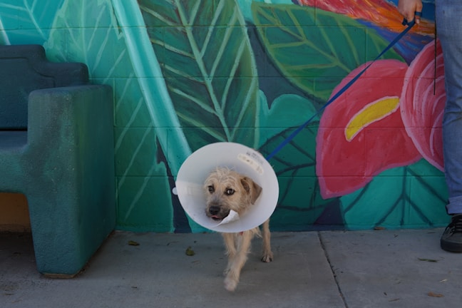 A small dog wearing a protective cone around its neck is on a leash, standing on a concrete surface. The background features a colorful mural with large leaves and flowers in shades of green, pink, and red. Part of a bench and a person's leg wearing jeans and a shoe are visible.