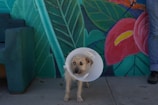 A small, scruffy dog wears a plastic cone around its neck while standing on a sidewalk. The background features a vibrant mural with green leaves and a large pink flower. Part of a person's leg is visible on the right side, suggesting a human presence holding the dog's leash.