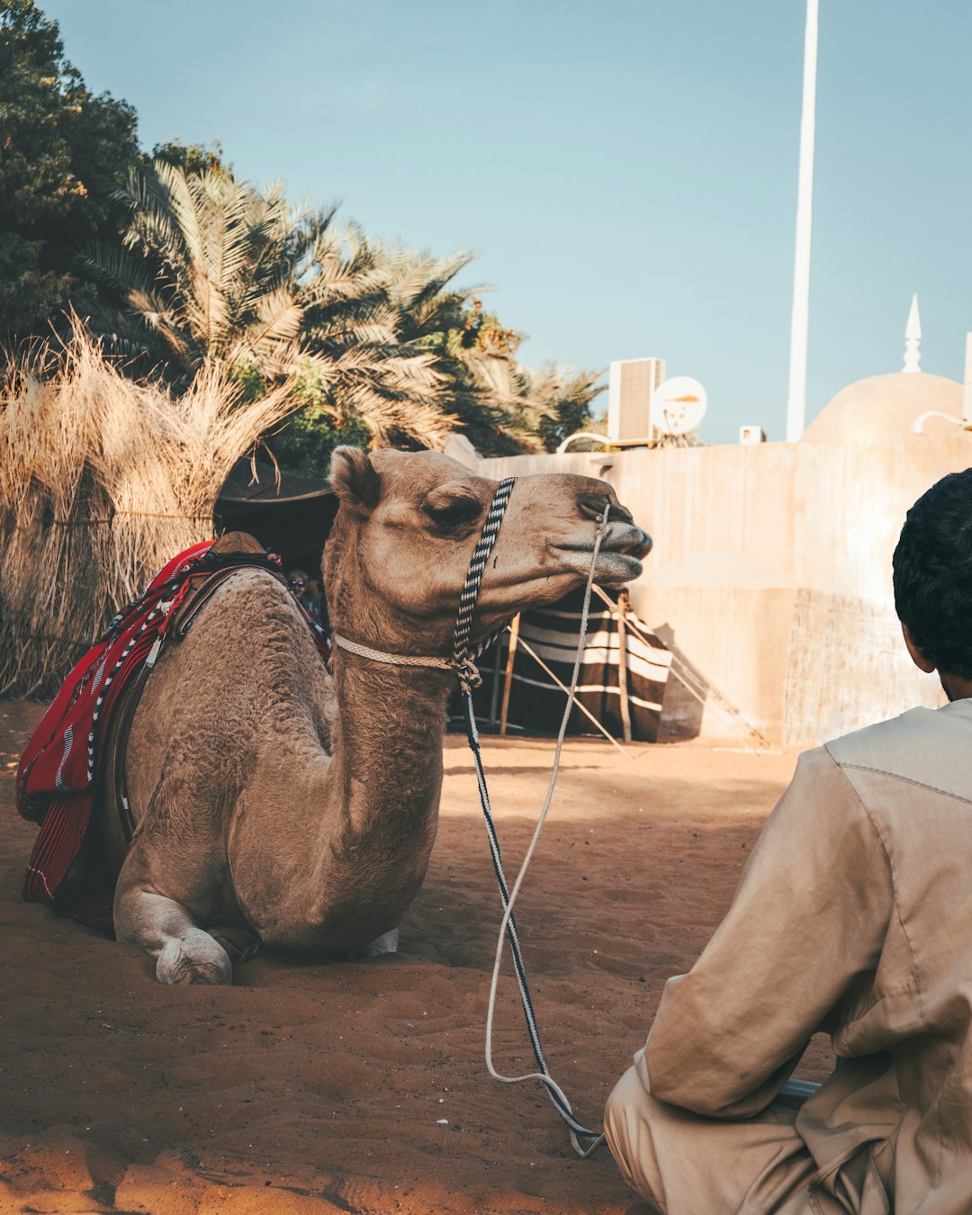 brown camel near man sitting on ground