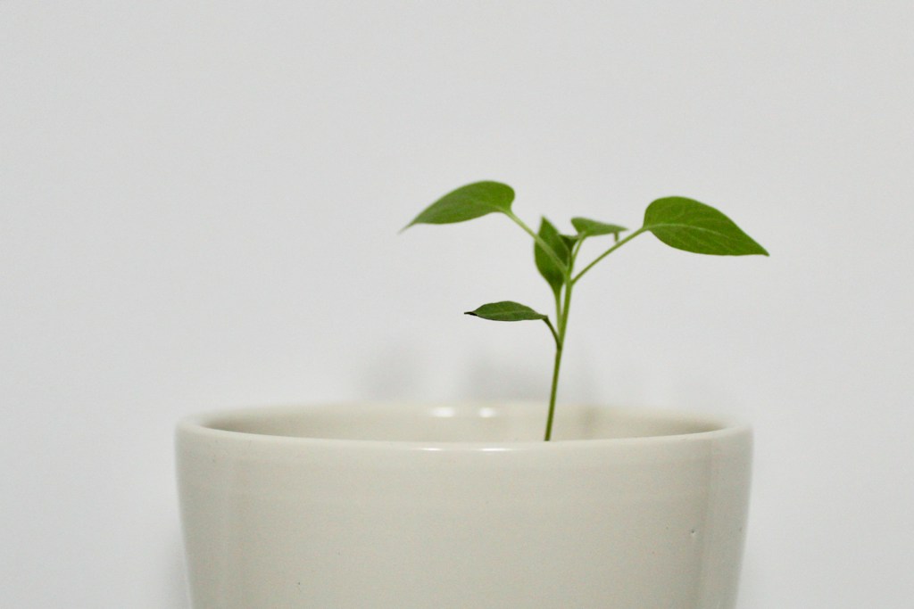 Ceramic Plant Pot