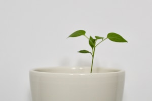 Ceramic Plant Pot