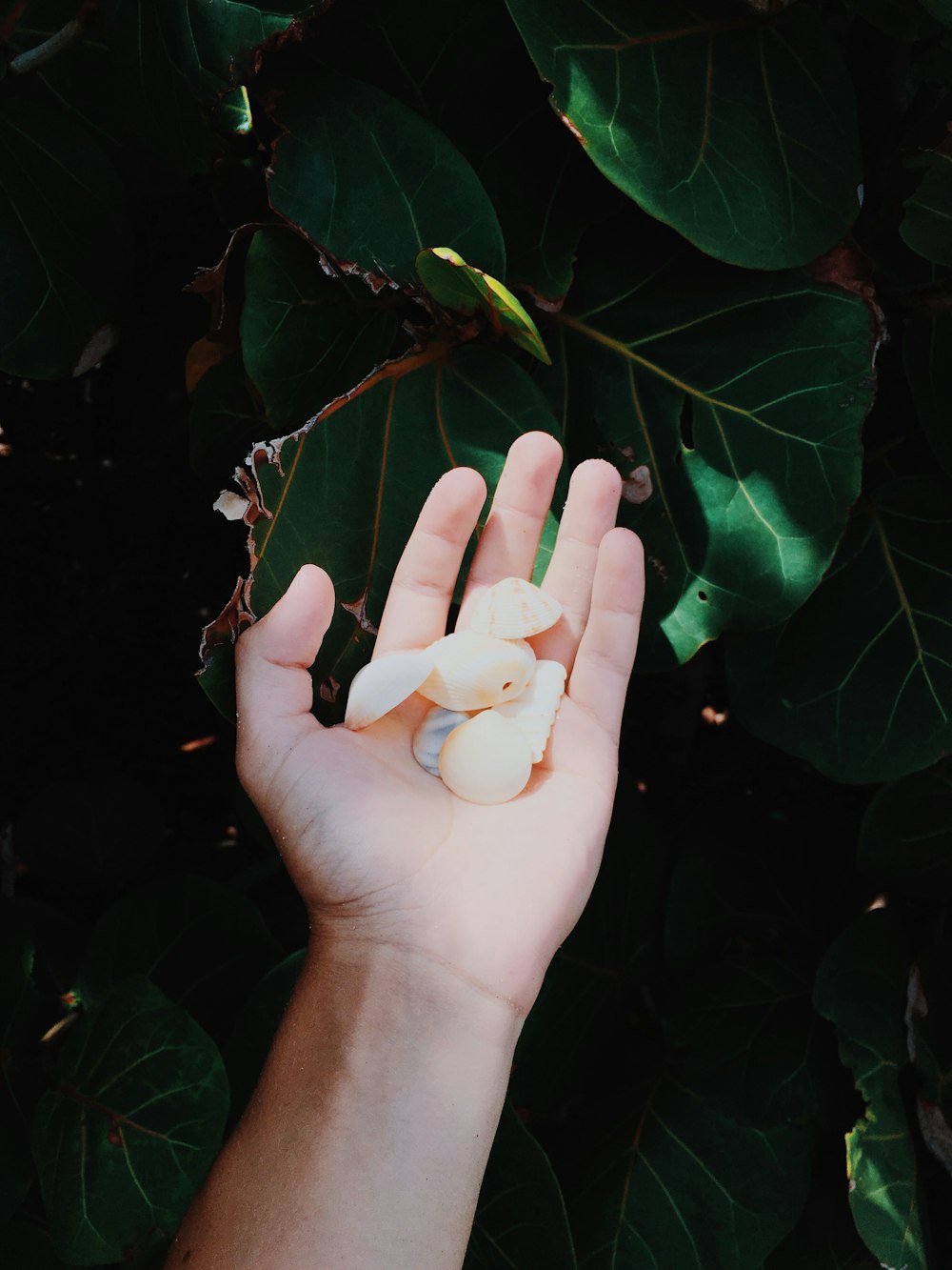 person holding plant