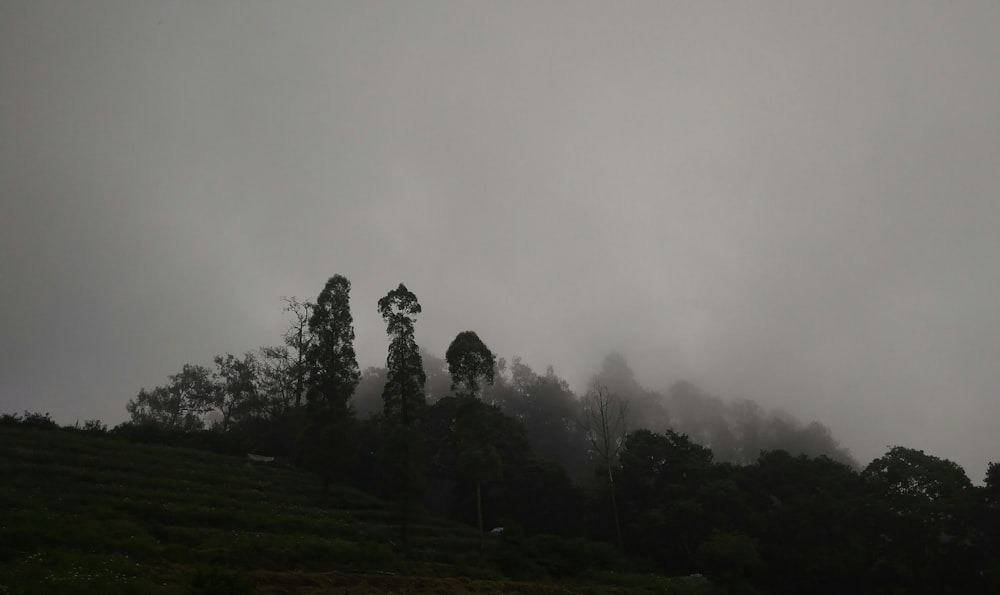 trees covered in fog