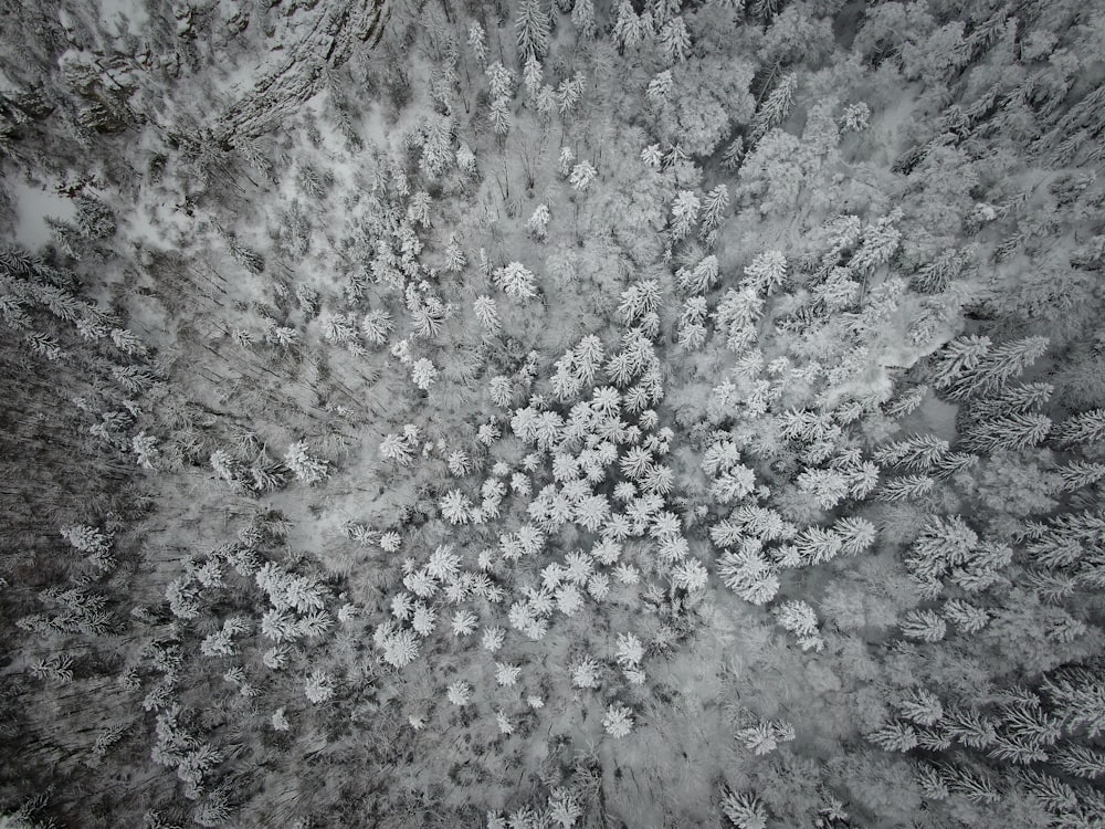 Fotografía aérea de árboles cubiertos de nieve
