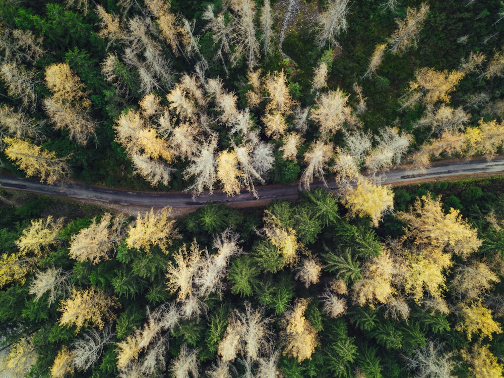 aerial view photography of road between trees
