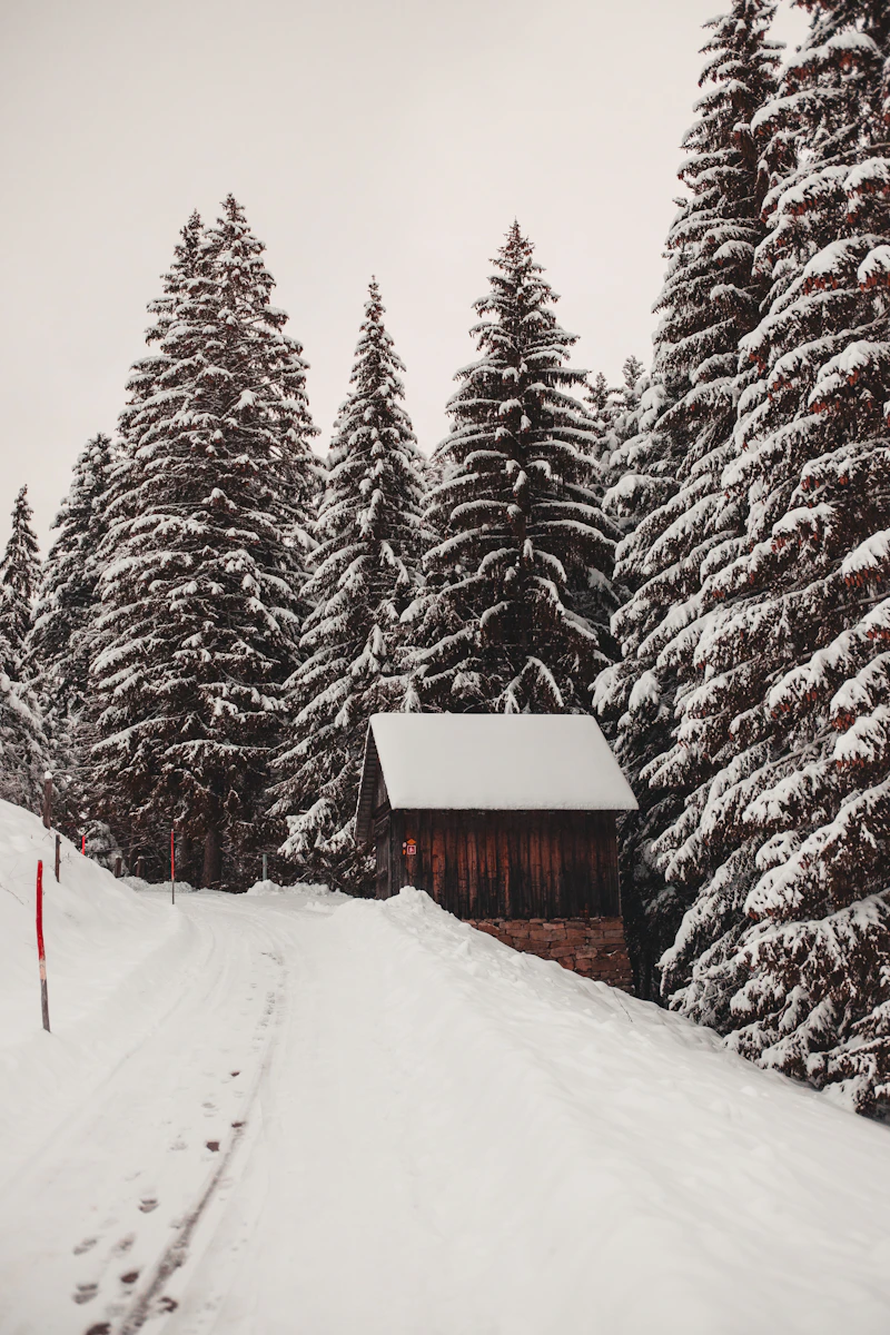 Brown house surrounded by snowy pine trees