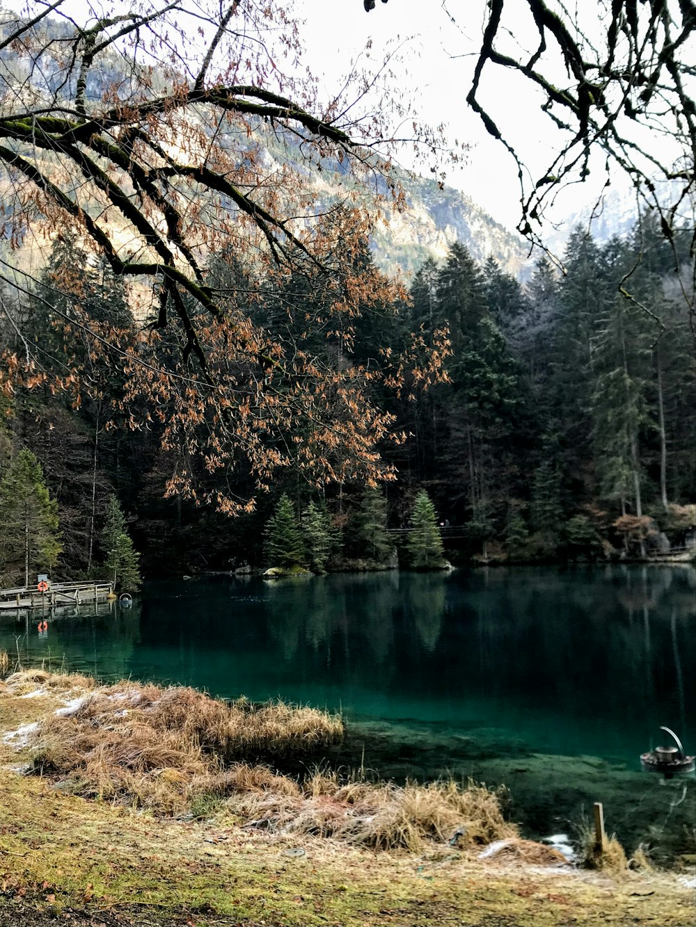 lake surrounded with tall and green trees