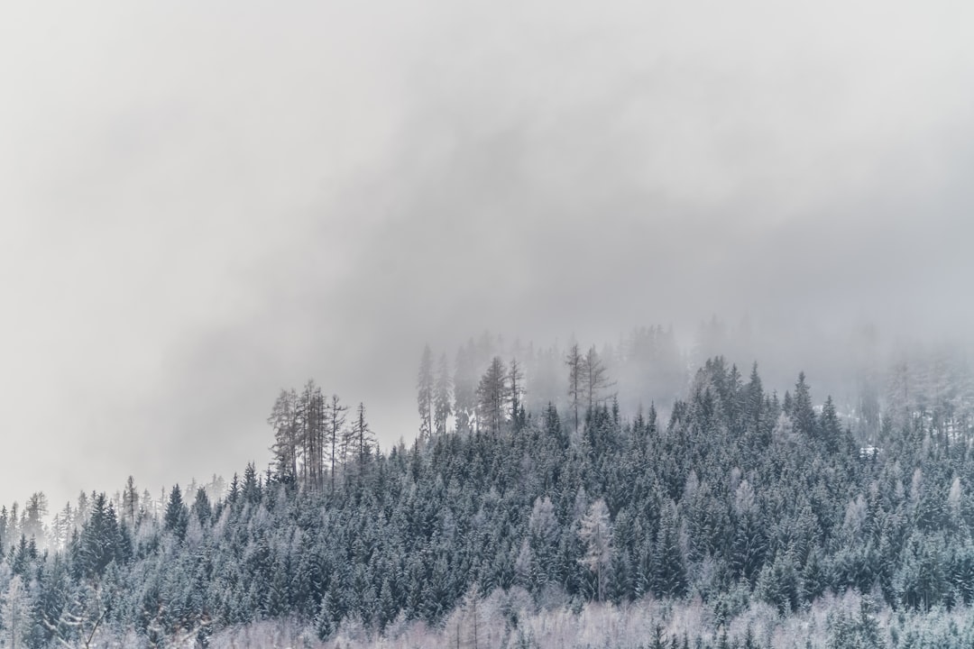 forest covered in fog