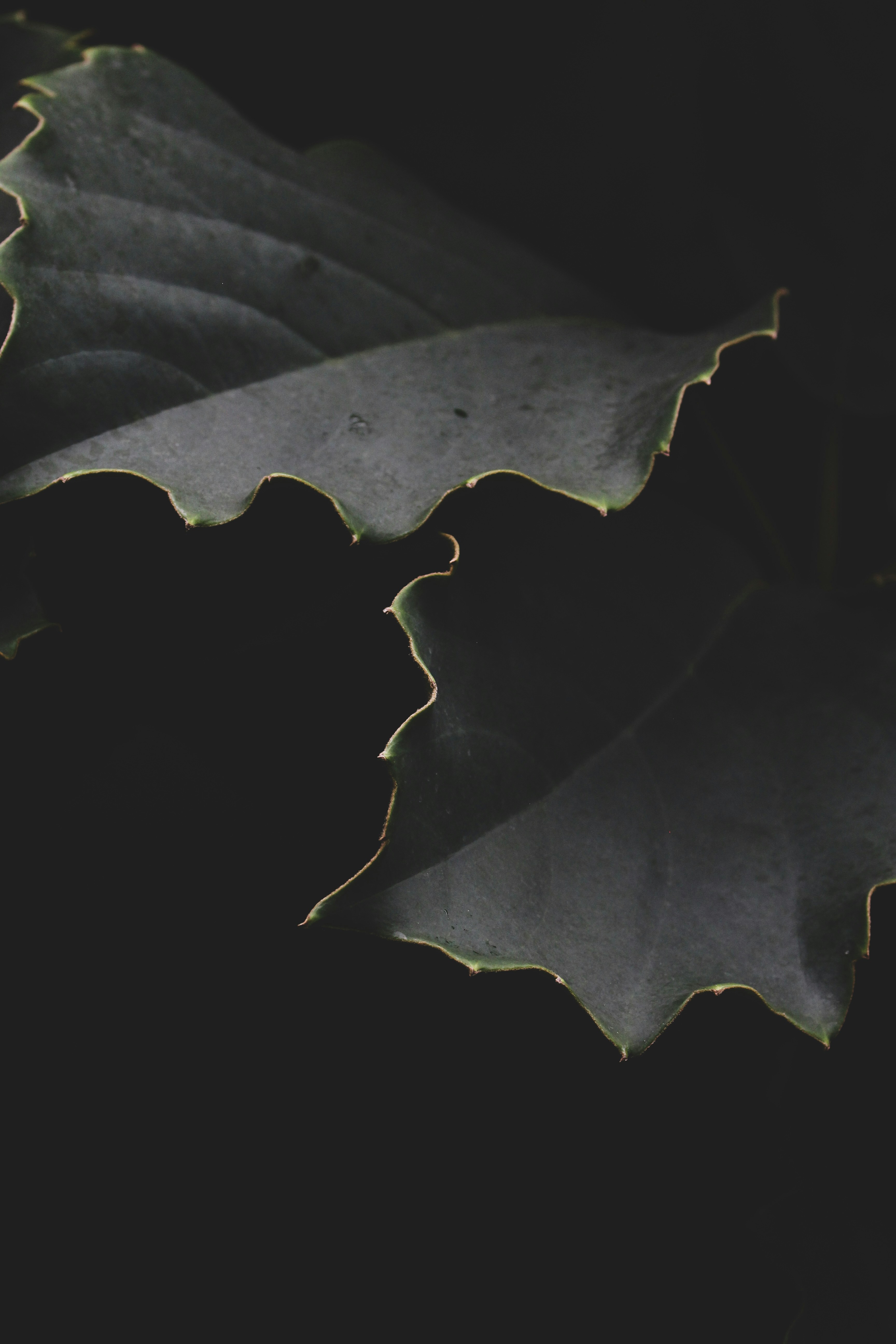 Why Quality Signals Must Be Costly