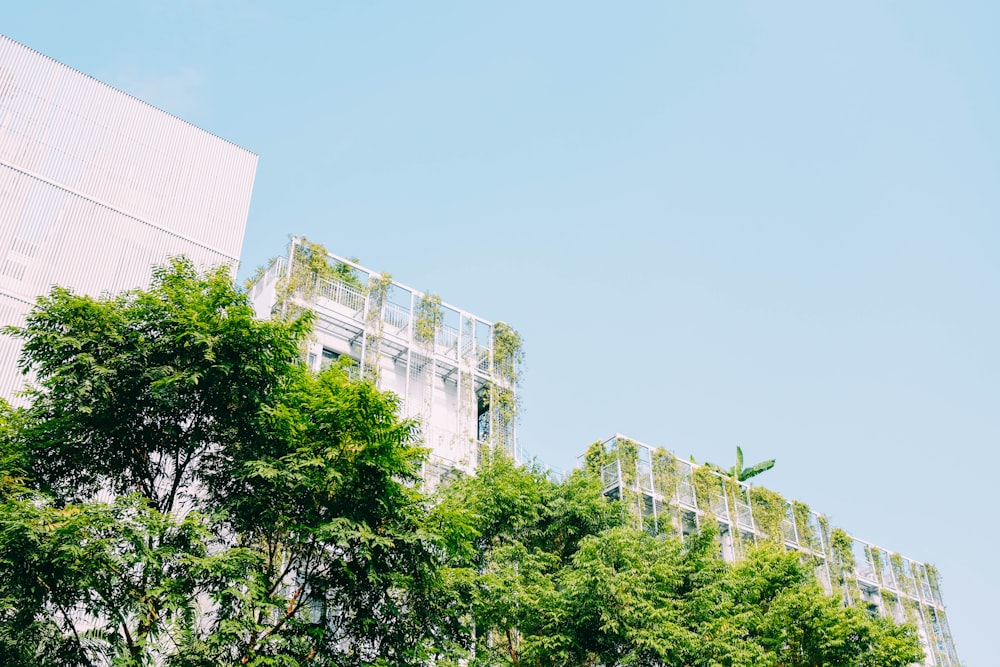 plante à feuilles vertes à côté d’un bâtiment blanc